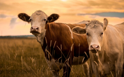 Prevenção do impacto das micotoxinas na saúde animal